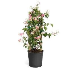 Thai Delight Bougainvillea -Green Yard Plant Store Bougainvillea Thai trellis