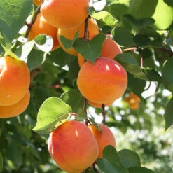 Bounty Peach Tree