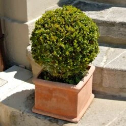 Titan Boxwood Shrub -Green Yard Plant Store Boxwood Titan 6
