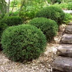 Wintergreen Boxwood Shrub -Green Yard Plant Store Boxwood Wintergreen 2