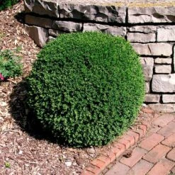 Wintergreen Boxwood Shrub -Green Yard Plant Store Boxwood Wintergreen 3