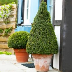 Wintergreen Boxwood Shrub -Green Yard Plant Store Boxwood Wintergreen 4