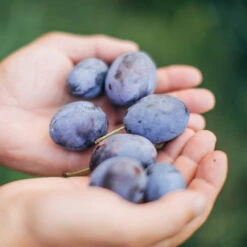 Brooks Plum Tree -Green Yard Plant Store Brooks Plum 3