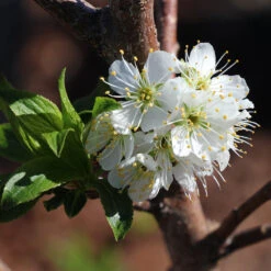 Bubblegum 'Toka' Plum Tree 8 Bubblegum 'Toka' Plum Tree -Green Yard Plant Store Bubblegum Toka Plum 4