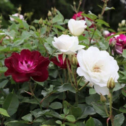 Burgundy Iceberg And Iceberg Two-fer® Rose Tree -Green Yard Plant Store Burgandy Iceburg ROse Tree 1