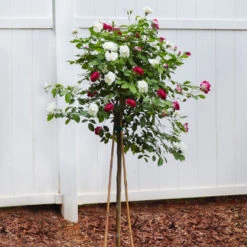 Burgundy Iceberg And Iceberg Two-fer® Rose Tree -Green Yard Plant Store Burgandy Iceburg ROse Tree 4