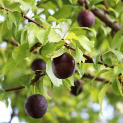 Burgundy Plum Tree -Green Yard Plant Store Burgundy Plum 1