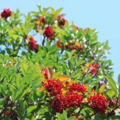 Chindo Sweet Viburnum Shrub 7 Chindo Sweet Viburnum Shrub -Green Yard Plant Store CHindo Viburnum 1