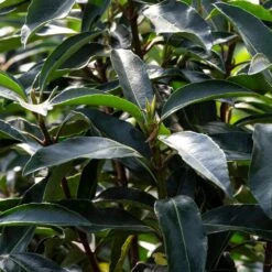 Chindo Sweet Viburnum Shrub 8 Chindo Sweet Viburnum Shrub -Green Yard Plant Store CHindo Viburnum 3