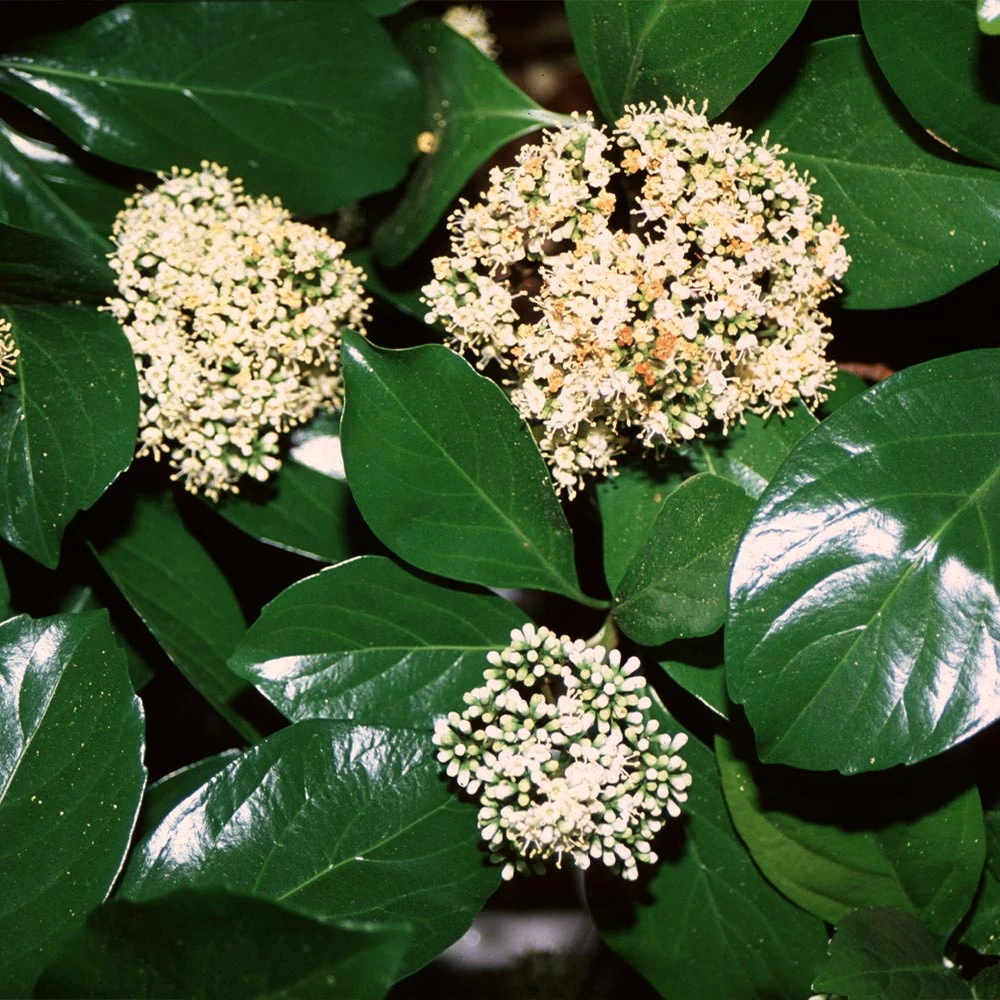 Chindo Sweet Viburnum Shrub 2 Chindo Sweet Viburnum Shrub - Image 2
