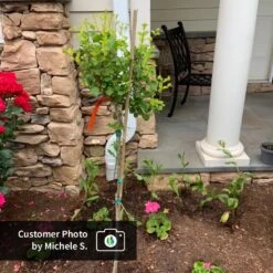 Dwarf Korean Lilac Tree 9 Dwarf Korean Lilac Tree -Green Yard Plant Store CPB DwarfKoreanLilacTree MicheleS ugc test