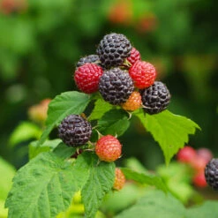 Cumberland Black Raspberry -Green Yard Plant Store CUmberland Black RAspberry 1 FGT
