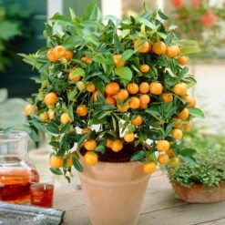 Calamondin Bush -Green Yard Plant Store Calamondin Bush 1