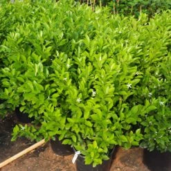 Calamondin Bush -Green Yard Plant Store Calamondin Bush 7