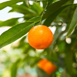 California Honey Mandarin Tree 7 California Honey Mandarin Tree -Green Yard Plant Store California Mandarin 3