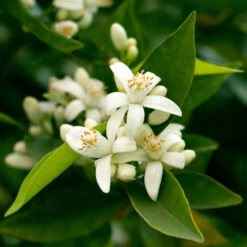 California Honey Mandarin Tree 9 California Honey Mandarin Tree -Green Yard Plant Store California Mandarin 7