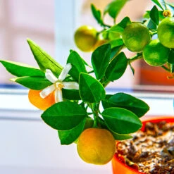 Calamondin Tree -Green Yard Plant Store Calomondin 5