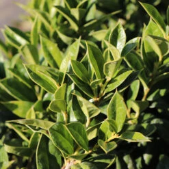 Carissa Holly -Green Yard Plant Store Carissa Holly 2