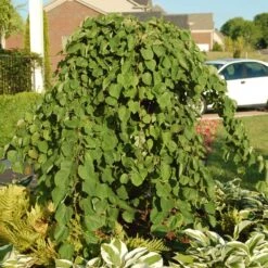 Cascading Hearts Redbud Tree 8 Cascading Hearts Redbud Tree -Green Yard Plant Store Cascading Hearts Redbud 2