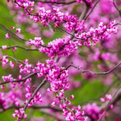 Cascading Hearts Redbud Tree 9 Cascading Hearts Redbud Tree -Green Yard Plant Store Cascading Hearts Redbud 3