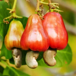 Cashew Tree 11 Cashew Tree -Green Yard Plant Store Cashew Nut Tree 7