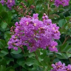 Catawba Crape Myrtle Tree -Green Yard Plant Store Catawba Crape Myrtle 1 FGT