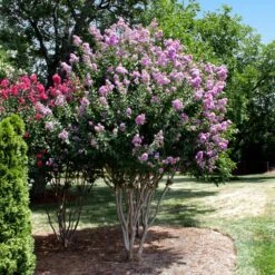 Catawba Crape Myrtle Tree -Green Yard Plant Store Catawba Crape Myrtle 4 FGT