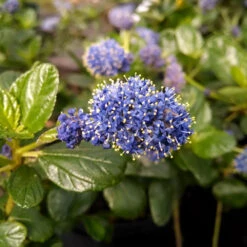 Yankee Point California Lilac -Green Yard Plant Store Ceanothus Yankee Point 1