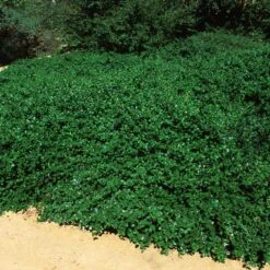Yankee Point California Lilac -Green Yard Plant Store Ceanothus Yankee Point 5