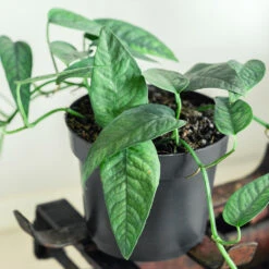 Cebu Blue Pothos 6 Cebu Blue Pothos -Green Yard Plant Store Cebu Blue Pothos 1