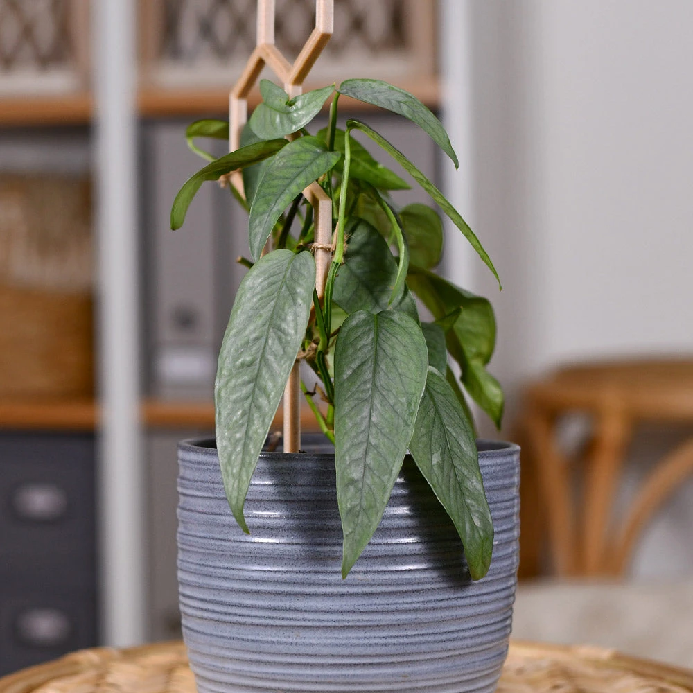 Cebu Blue Pothos 4 Cebu Blue Pothos - Image 4