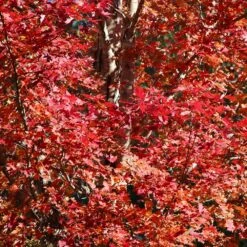 Celebration Maple Tree 7 Celebration Maple Tree -Green Yard Plant Store Celebration Maple 2 FGT