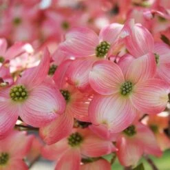 Cherokee Brave Dogwood -Green Yard Plant Store Cherokee Brave Dogwood 3 FGT