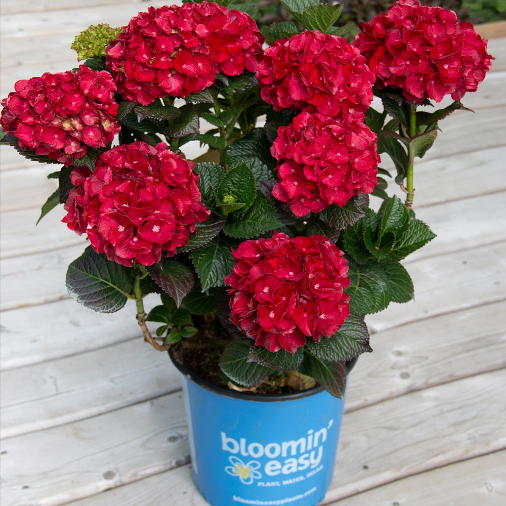 Cherry-Go-Round™ Hydrangea 4 Cherry-Go-Round™ Hydrangea - Image 4