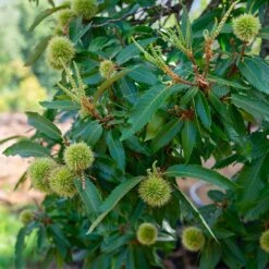 Chinese Chestnut Tree -Green Yard Plant Store Chinese Chestnut 2 FGT