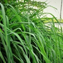 Citronella Grass (Cymbopogon Nardus) 6 Citronella Grass (Cymbopogon Nardus) -Green Yard Plant Store Citronella GRass 5