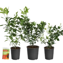 All-in-One Citrus Starter Kit -Green Yard Plant Store Citrus Starter Kit 2