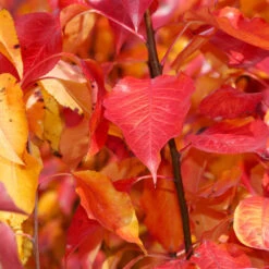 Cleveland Pear Tree -Green Yard Plant Store Cleveland Pear 9 FGT