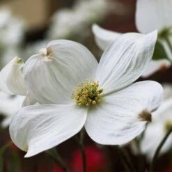 Cloud 9 Dogwood -Green Yard Plant Store Cloud 9 Dogwood 2 FGT