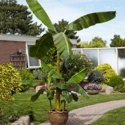 Cold Hardy Banana Tree 11 Cold Hardy Banana Tree -Green Yard Plant Store Cold Hardy Banana Tree 1