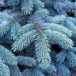 Colorado Blue Spruce Tree 7 Colorado Blue Spruce Tree -Green Yard Plant Store Colorado BLue Spruce 1 FGT