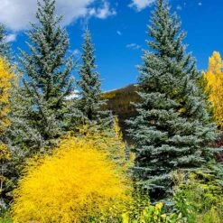 Colorado Blue Spruce Tree 6 Colorado Blue Spruce Tree -Green Yard Plant Store Colorado BLue Spruce 4 FGT