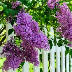 Common Purple Lilac -Green Yard Plant Store Common Purple Lilac 3