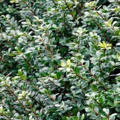 Compacta Japanese Holly Shrub -Green Yard Plant Store Compacta Holly 2