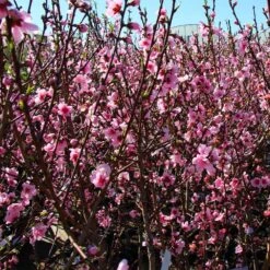 Contender Peach Tree 6 Contender Peach Tree -Green Yard Plant Store Contender Peach Tree 3