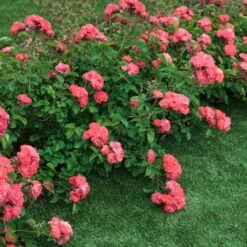 Coral Drift® Rose -Green Yard Plant Store Coral Drift Rose 2 FGT