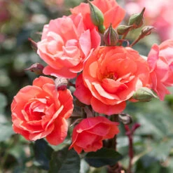 Coral Knock Out® Rose Tree -Green Yard Plant Store Coral Knockout Rose Tree 1