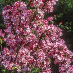 Coralburst® Crabapple -Green Yard Plant Store Coralbust Crabapple 1
