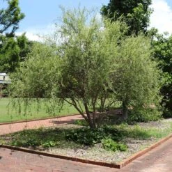 Corkscrew Willow Tree 8 Corkscrew Willow Tree -Green Yard Plant Store Corkscrew Willow 1