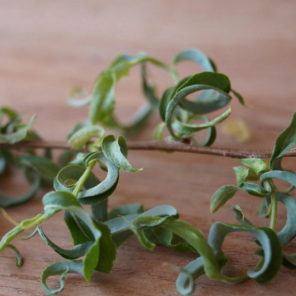 Corkscrew Willow Tree 5 Corkscrew Willow Tree - Image 5